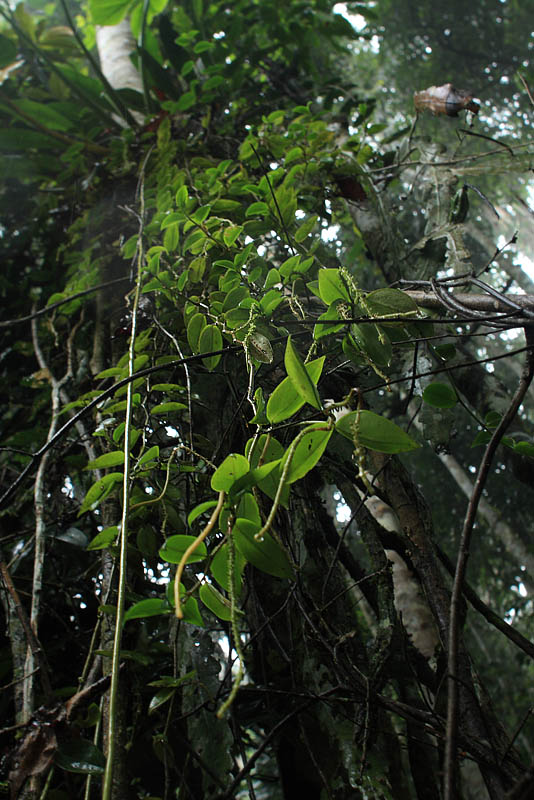 Caranavi, Yungas. d. 3 February 2008. Photographer: Lars Andersen