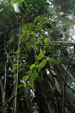 Quijarro-Caranavi, Yungas. d. 3 february 2008. Photographer: Lars Andersen