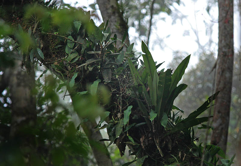 Quijarro-Caranavi, Yungas. d. 8 february 2008. Photographer: Lars Andersen