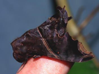 Enyo lugubris. Caranavi, Yungas, Bolivia. d. 12 February 2008. Photographer; Lars Andersen