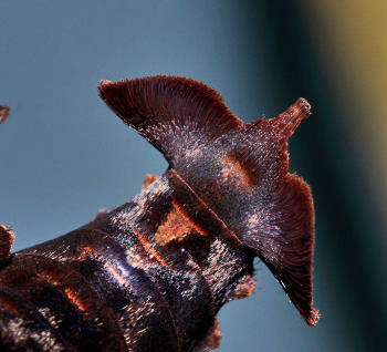 Enyo lugubris. Caranavi, Yungas, Bolivia. d. 12 February 2008. Photographer; Lars Andersen