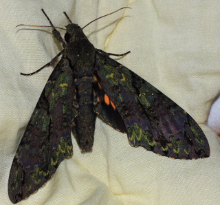 Cocytius beelzebuth. Coroico, Yungas, Bolivia. d. 24 January 2008. Photographer; Lars Andersen