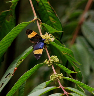 Darna colorata. Cloudy mountainforest; The old railroad between Coroico and Coripata,Yungas. d. 24  February 2008. Photographer: Lars Andersen