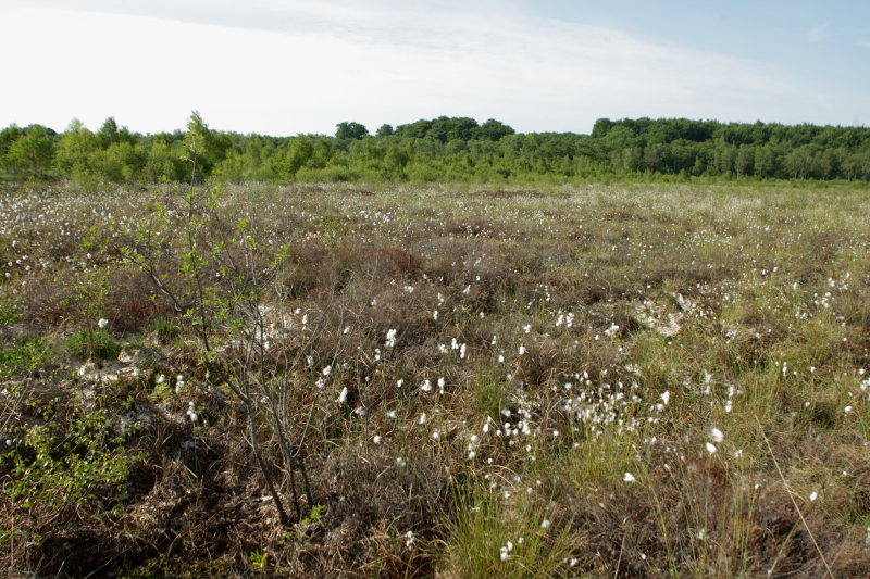 Her er lokaliteten for Moserandje med en af dens foderplanter; Smalbladet Kruld. Holmegrds mose som er den strste trvemose p Sjlland, 15 km. nord for Nstved, .d. 9 juni 2008. Fotograf: Lars Andersen