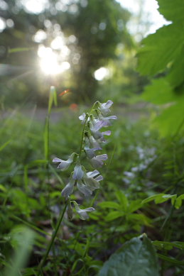 Skov-Vikke, Vicia sylvatica. Store Bgeskov, Gyrstinge s. d. 14 Juni 2008. Fotograf: Lars Andersen