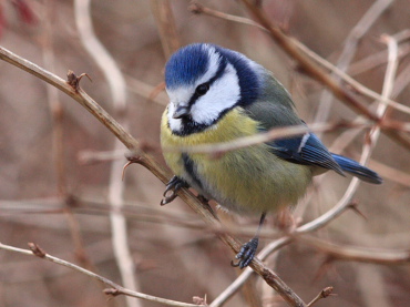 Blåmejse, Cyanistes caeruleus. Botanisk have, København. d. 13 januar 2008. Fotograf: Lars Andersen