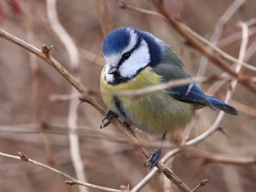 Blmejse, Cyanistes caeruleus. Botanisk have, Kbenhavn. d. 13 januar 2008. Fotograf: Lars Andersen