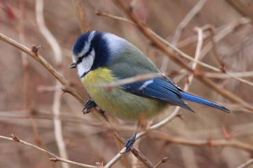 Blåmejse, Cyanistes caeruleus. Botanisk have, København. d. 13 januar 2008. Fotograf: Lars Andersen