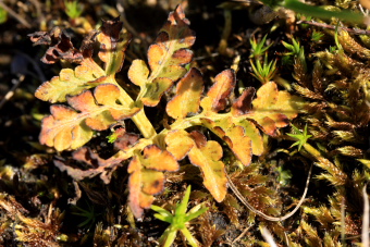 Stilk-Månerude, Botrychium multifidum. Vesterlyng, Eskebjerg, Nordvestsjælland. d. 4 Maj 2008. Fotograf: Lars Andersen