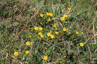 Vår-Potentil? Røsnæs, Vestsjælland. d. 4 Maj 2008. Fotograf: Lars Andersen