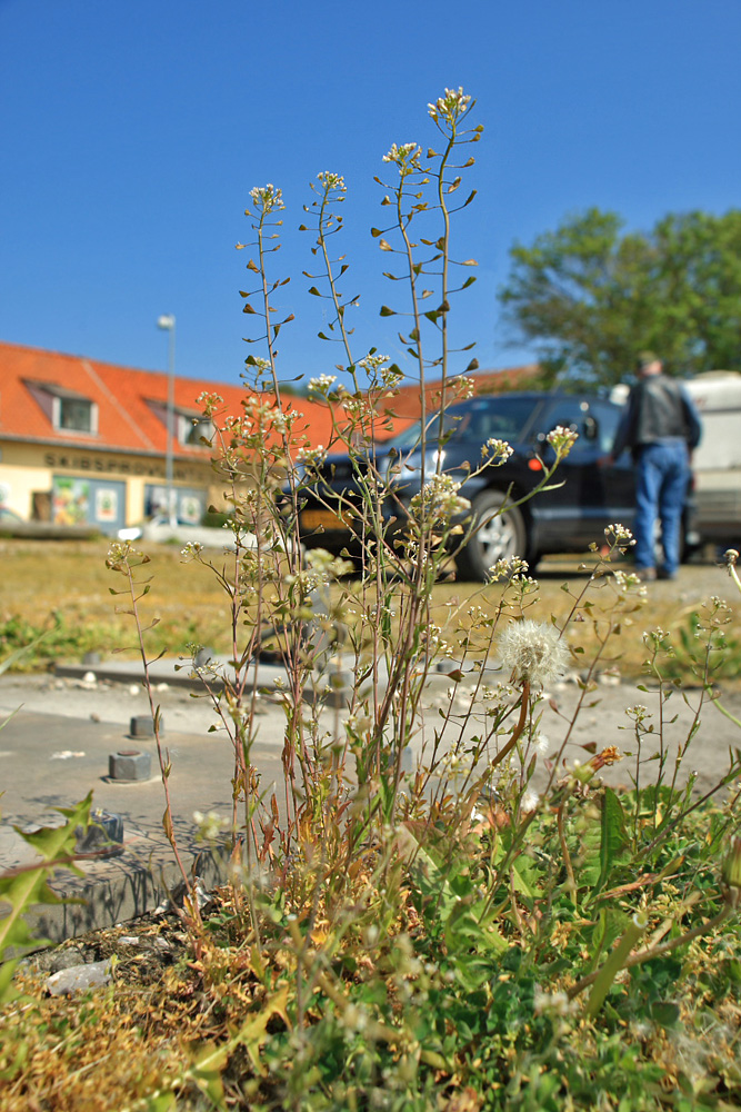 Hyrdetaske, Capsela bursa-pastoris. Rdvig, Stevns d. 12 maj 2008. Fotograf; Lars Andersen