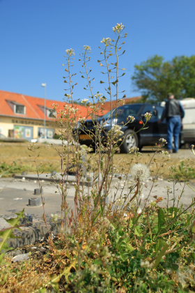 Klintholm havn, Mn. d. 12 Maj 2008. Fotograf: Lars Andersen