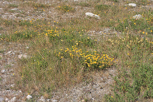 Almindelig Kllingetand, Lotus corniculatus. Glatved Strand, Djursland d. 31 Maj 2008. Fotograf: Lars Andersen