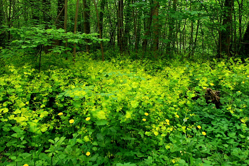 Lundgylden, Smyrnium perfoliatum. Gentofte Sø, Nordsjælland. d. 17 Maj 2008. Fotograf: Lars Andersen