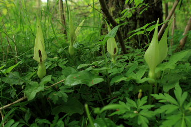 Dansk Arum. Gentofte S, Nordsjlland. d. 19 Maj 2008. Fotograf: Lars Andersen