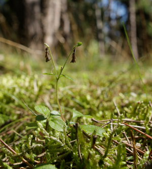 Afblomstret Linnæa, Linnaea borealis. Tisvilde Hegn d. 27/7 2008. Fotograf: Lars Andersen.