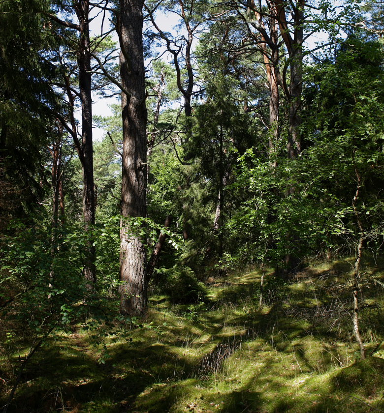 Tisvilde Hegn d. 27/7 2008. Fotograf: Lars Andersen.