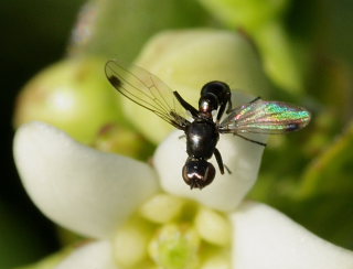 Svingflue, Sepsis fulgens eller S. punctum. Sejer d. 24 August 2008. Fotograf: Lars Andersen