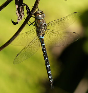 Efterårs-Mosaikguldsmed, Aeshna mixta. Lil. Salby, Sjælland d. 31 August 2008. Fotograf: Lars Andersen