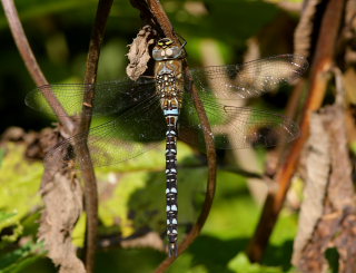 Efterårs-Mosaikguldsmed, Aeshna mixta. Lil. Salby, Sjælland d. 31 August 2008. Fotograf: Lars Andersen