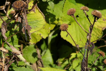 Efterårs-Mosaikguldsmed, Aeshna mixta. Lil. Salby, Sjælland d. 31 August 2008. Fotograf: Lars Andersen