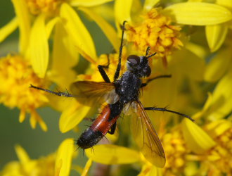 En Snylteflue i slgten Cylindromyia cf. brassicaria bestemt af Walther Gritsch p FugleogNatur.dk. Mandehoved d. 28 September 2008. Fotograf: Lars Andersen