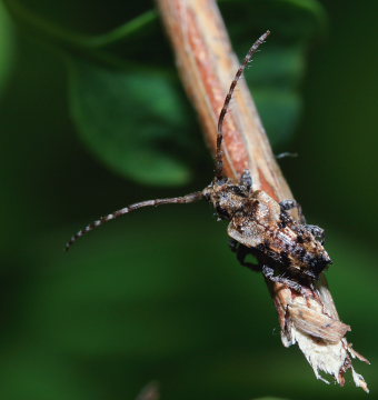 Løvgråbuk, Pogonocherus hispidus. Kendetegn; Længde 4-6,5 mm, en af de mindste træbukke i Danmark. Sundby, Armager. d. 30 April 2008. Fotograf: Lars Andersen