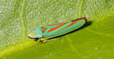 Rododendroncikade, Graphocephala fennahi. Lil. Salby, Sjælland d. 31 August 2008. Fotograf: Peter Møllmann
