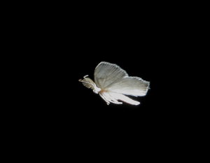 Brunplettet Lundmåler, Hemithea aestivaria. Store Bøgeskov, Gyrstinge sø. d. 14 Juni 2008. Fotograf: Lars Andersen