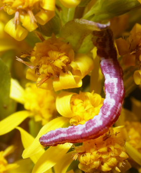 Hvid Dvrgmler, Eupithecia centaureata p Almindelig Gyldenris. Holtug, Stevens d. 28 September 2008. Fotograf: Lars Andersen