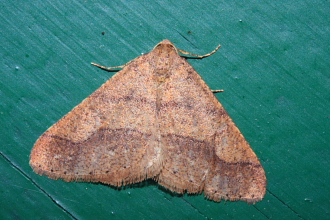 Grågul frostmåler, Agriopis marginaria. Sundby, Amager. d. 7 marts 2008. Fotograf: Lars Andersen