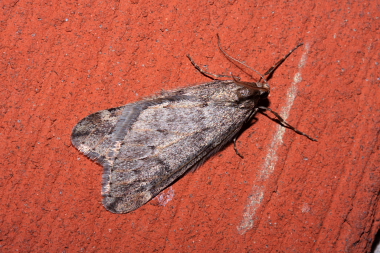 Martsmåler, Alsophila aescularia. Sundby, Amager. d. 7 marts 2008. Fotograf: Lars Andersen