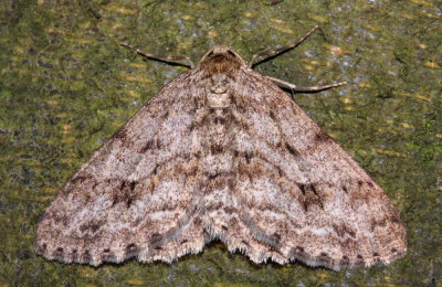 Birke-Barkmåler, Ectropis crepuscularia. Raadvad, Nordsjælland. d. 12 marts 2008. Fotograf: Lars Andersen