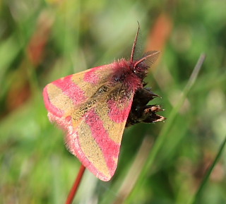 Purpurmåler, Lythria cruentaria. Vesterlyng, Eskebjerg, Nordvestsjælland. d. 4 Maj 2008. Fotograf: Lars Andersen