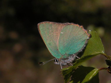 Grn Busksommerfugl, Callophrys rubi (Linnaeus, 1758). Melby Overdrev, Nordsjlland. d. 8 Maj 2008. Fotograf: Niels J. Willumsen