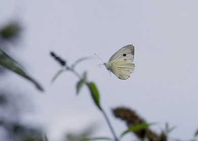 Stor klsommerfugl, Pieris brassicae. Christiania, Dk d. 15 August 2008. Fotograf: Lars Andersen