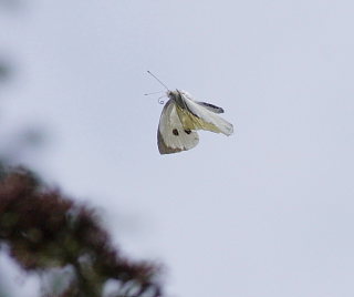 Stor klsommerfugl, Pieris brassicae. Christiania, Dk d. 15 August 2008. Fotograf: Lars Andersen