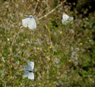 Grnret klsommerfugl, Pieris napi. Amagerbrogade 217, stamager d. 16 August 2008. Fotograf: Lars Andersen