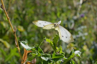 Grnret klsommerfugl, Pieris napi. Amagerbrogade 217, stamager d. 16 August 2008. Fotograf: Lars Andersen