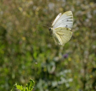 Grønåret kålsommerfugl, Pieris napi. Amagerbrogade 217, Østamager d. 16 August 2008. Fotograf: Lars Andersen