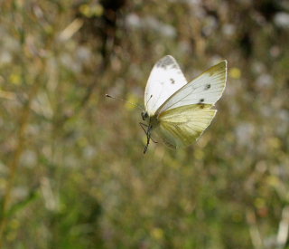 Grønåret kålsommerfugl, Pieris napi. Amagerbrogade 217, Østamager d. 16 August 2008. Fotograf: Lars Andersen