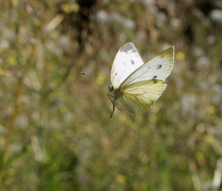 Grnret klsommerfugl, Pieris napi. Amagerbrogade 217, stamager d. 16 August 2008. Fotograf: Lars Andersen