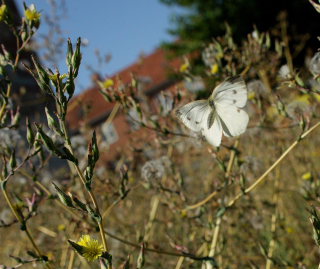 Grnret klsommerfugl, Pieris napi. Amagerbrogade 217, stamager d. 16 August 2008. Fotograf: Lars Andersen