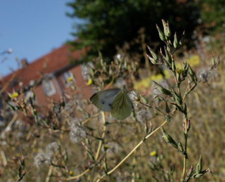 Grønåret kålsommerfugl, Pieris napi. Amagerbrogade 217, Østamager d. 16 August 2008. Fotograf: Lars Andersen