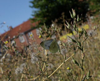 Grnret klsommerfugl, Pieris napi. Amagerbrogade 217, stamager d. 16 August 2008. Fotograf: Lars Andersen