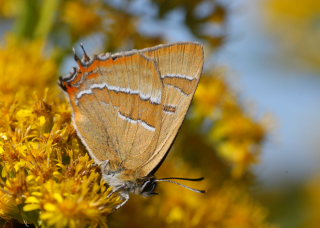 Gulhale, Thecla betulae han på gyldenris. Græse Bakkeby, Frederiksund d. 16 august 2008. Fotograf: Lars Andersen