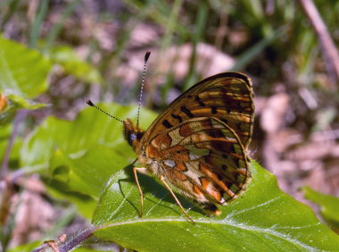 Rdlig Perlemorsommerfugl, Boloria euphrosyne. Storeskov/Sholt, Lolland. d. 11 Maj 2008. Fotograf: Tubas Lkkegaard