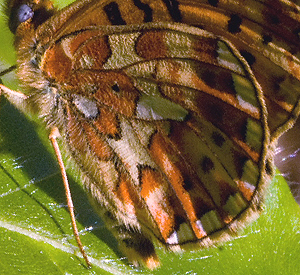 Rdlig Perlemorsommerfugl, Boloria euphrosyne. Storeskov/Sholt, Lolland. d. 11 Maj 2008. Fotograf: Tubas Lkkegaard