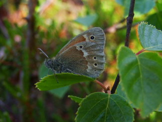 Moserandje, Coenonympha tullia. Holmegrds mose d. 9 juni 2008. Fotograf: Henrik S. Larsen