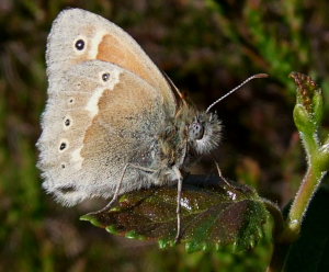 Moserandje, Coenonympha tullia. Holmegrds mose d. 9 juni 2008. Fotograf: Henrik S. Larsen